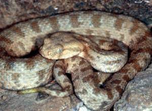 Змеи ходят в детский сад