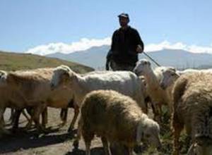 «Անասնապահությունը եկամտաբեր չէ». գյուղացի