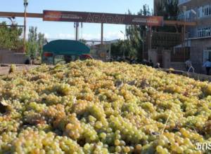 More grape harvested in Armenia
