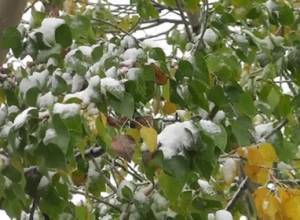 Ձյան տակ կաղամբ ու կարտոֆիլ կա 