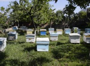 Assiduous bees did not meet beekeepers' expectations 