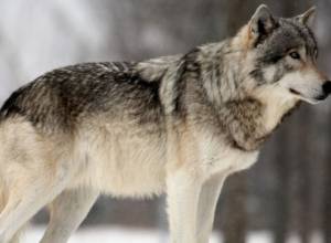 Jackal attacked the residents