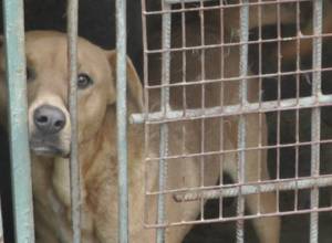 Дети играют там, где захоронены кости собак