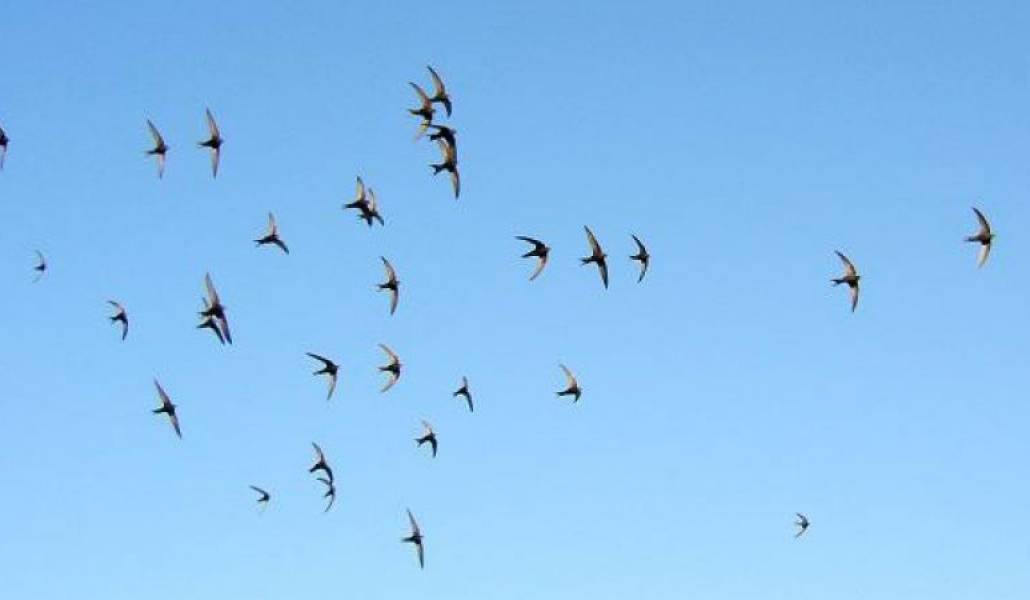 59f6509ab5c11133d08ba176b04d0c6b