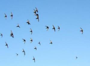 Participate in open voting and choose Bird of Year 2015! 