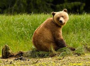 Bear gets stuck in fence in Armenian village 