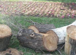 Illegal tree cutting on Ijevan-Berd road