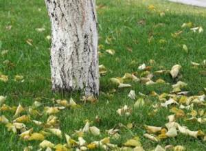 Конец осени 2014 года глазами "Фотолур"