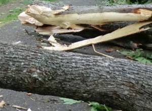 Tree pruning in Gyumri: Branches given to needy families