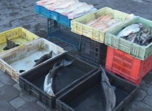 8-25 декабря остановлен лов рыбы и рака в Севане