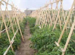 Գյուղաբնակ ֆերմերներին ծանոթացնում են թայվանական տեխնոլոգիաներին