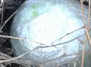 В яблоке обнаружена таблетка, на которой выгравировано B8 