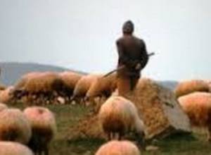 Պանիրը թանկ կլինի, թե էժան, կարևոր չէ, երկիրը խաղաղ լինի. հովիվ