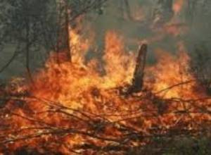 Երասխ գյուղի մոտ՝ սահմանային հատվածում այրվել է 5 հա խոտածածկույթ