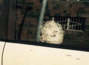 Co-President of Armenian Rowing Federation killed near Nubarashen penitentiary