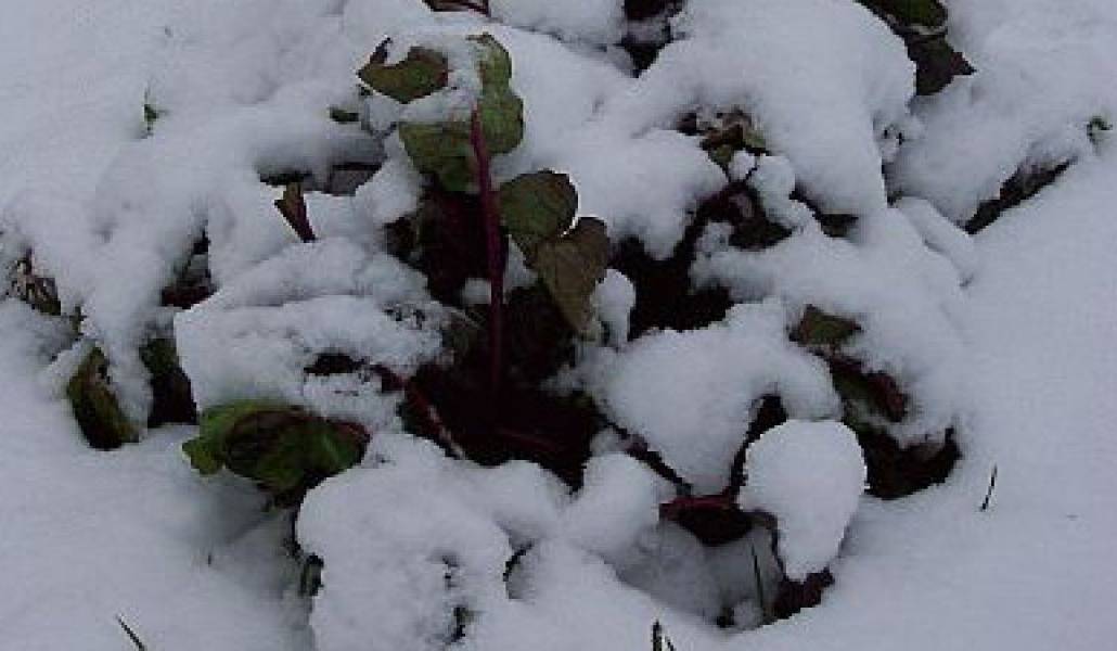 0140b9e2f4bece524b1e0d968d678af0