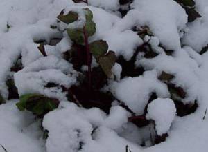 Snowfall in some regions in Armenia