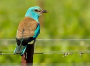 Do not throw chewing gums in the street, they kill birds