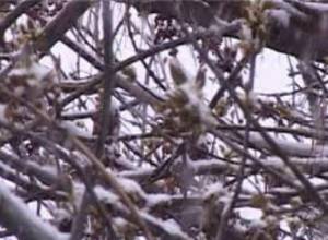 Սյունիքում ձյուն է գալիս