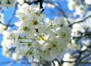 No precipitation is predicted from April 29 to May 1