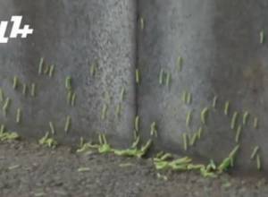 Гусеницы захватили Ереван