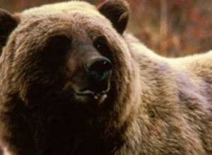 Bear enters house yard and damages beehives