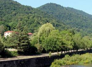 Машина очутилась на деревьях