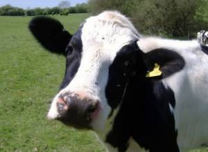 Cow falls into canal in Armenian village