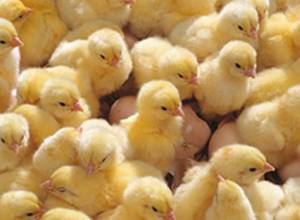 Թուրքական ճտերը վտանգավոր չեն. ՍԱՊԾ