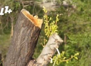 Эколог: Градостроительство Еревана антиэкологичное