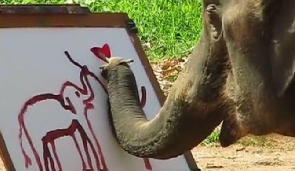 elephant