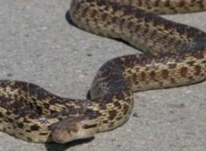 Snake found in a yard