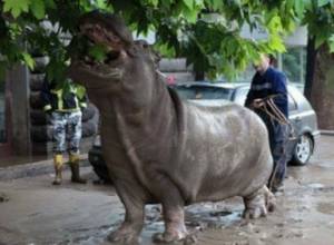Ереван предложил свою помощь зоопарку Тбилиси