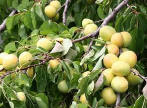 Այս տարվա ծիրանի բերքը կկազմի մոտ 60-70 տոննա՝ 1 կգ-ը 450-500 դրամով