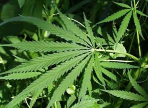 В Гюмри у одного из участников шествия обнаружили наркотическое вещество, у другого - нож