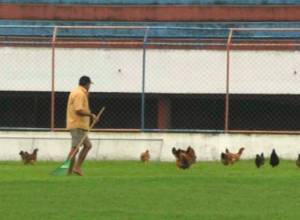 Ֆուտբոլային ակումբը հավեր է պահում