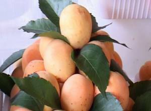 5500 tons of apricot exported from Armavir marz