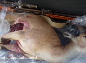 Охотники на безоарского козла обнаружены