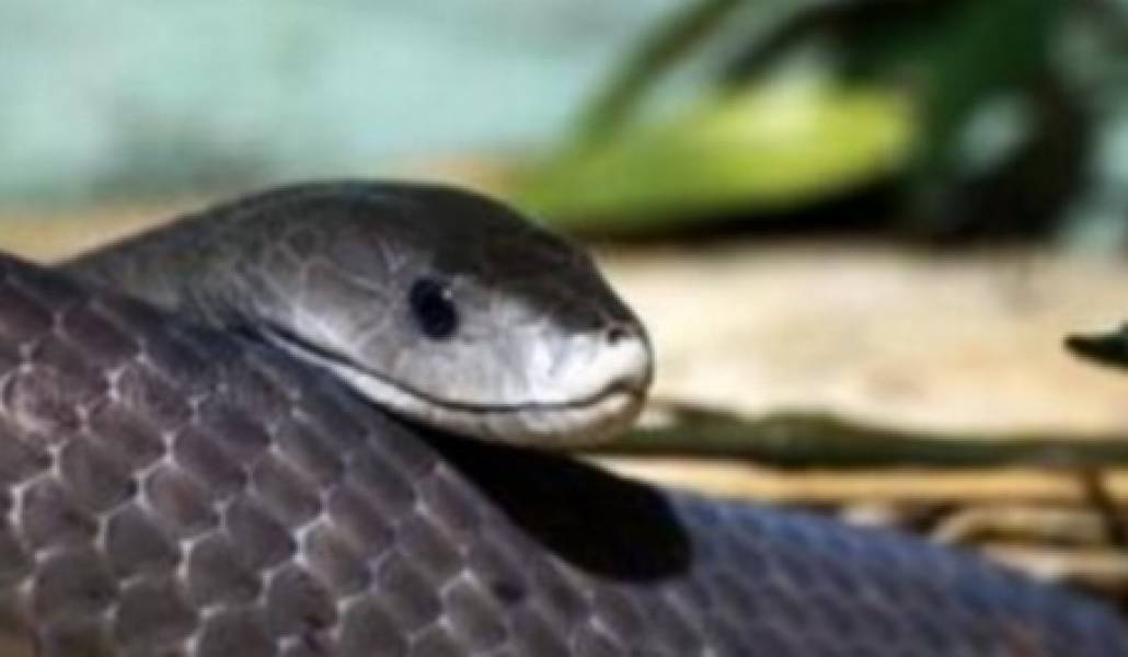 110011963_Zmeya_chyornaya_mamba