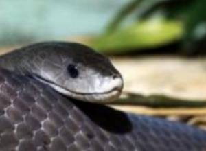 Snake hid in one of Yerevan yards