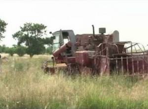 Արմավիրում հացահատիկի մասսայական բերքահավաքը սկսվել է