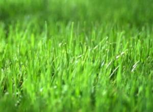 Разрешено бесплатно осуществлять работы по скосу травы