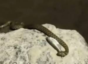 Վերջին օրերին անցորդները շատ են նկատում սողունների