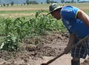 Կարկուտը  մեծ վնաս է հասցրել Թումանյանի տարածաշրջանին