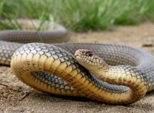 Snake enters house in Armenian village