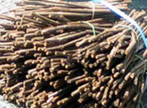 Ֆիտոսանիտարական հսկողության ժամանակ հայտնաբերվել են վարակված տնկիներ