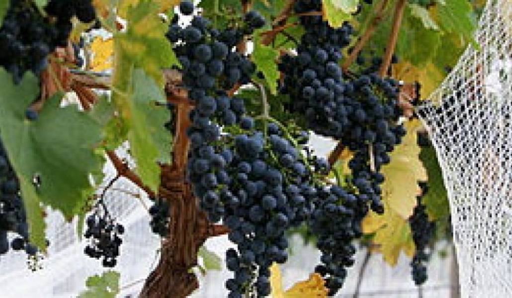 be6f27f883ade6b0ea2ef83d74f43ed1