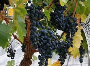 Armenia exports 4630 tons of grapes