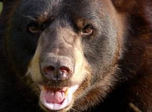 Armenian villager survives bear attack