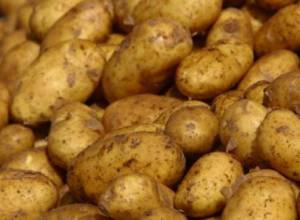 Potato price to increase in the near future